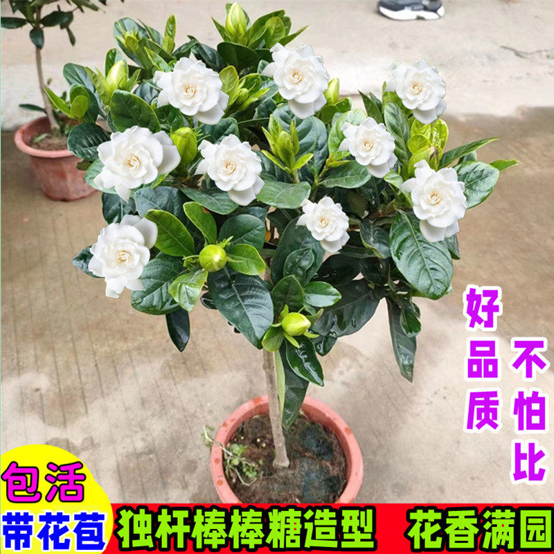 带花苞大叶牡丹独杆栀子花盆栽四季开花浓香型室内外阳台花卉绿植