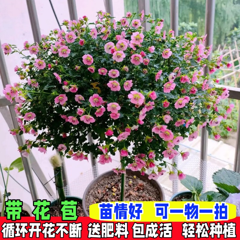 小木槿棒棒糖形花苗盆栽带花苞四季开花室内阳台植物易活好养花卉 鲜花速递/花卉仿真/绿植园艺 时令草本花卉 原图主图