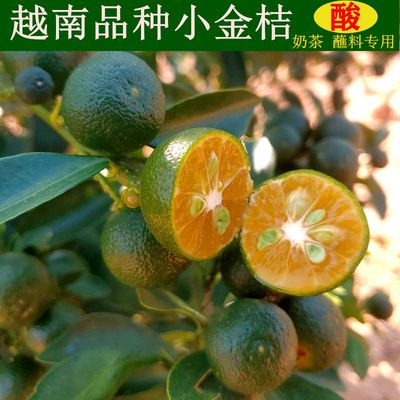 越南品种金橘青柠檬新鲜小青桔小金桔青金桔青柠檬奶茶酌料专用果
