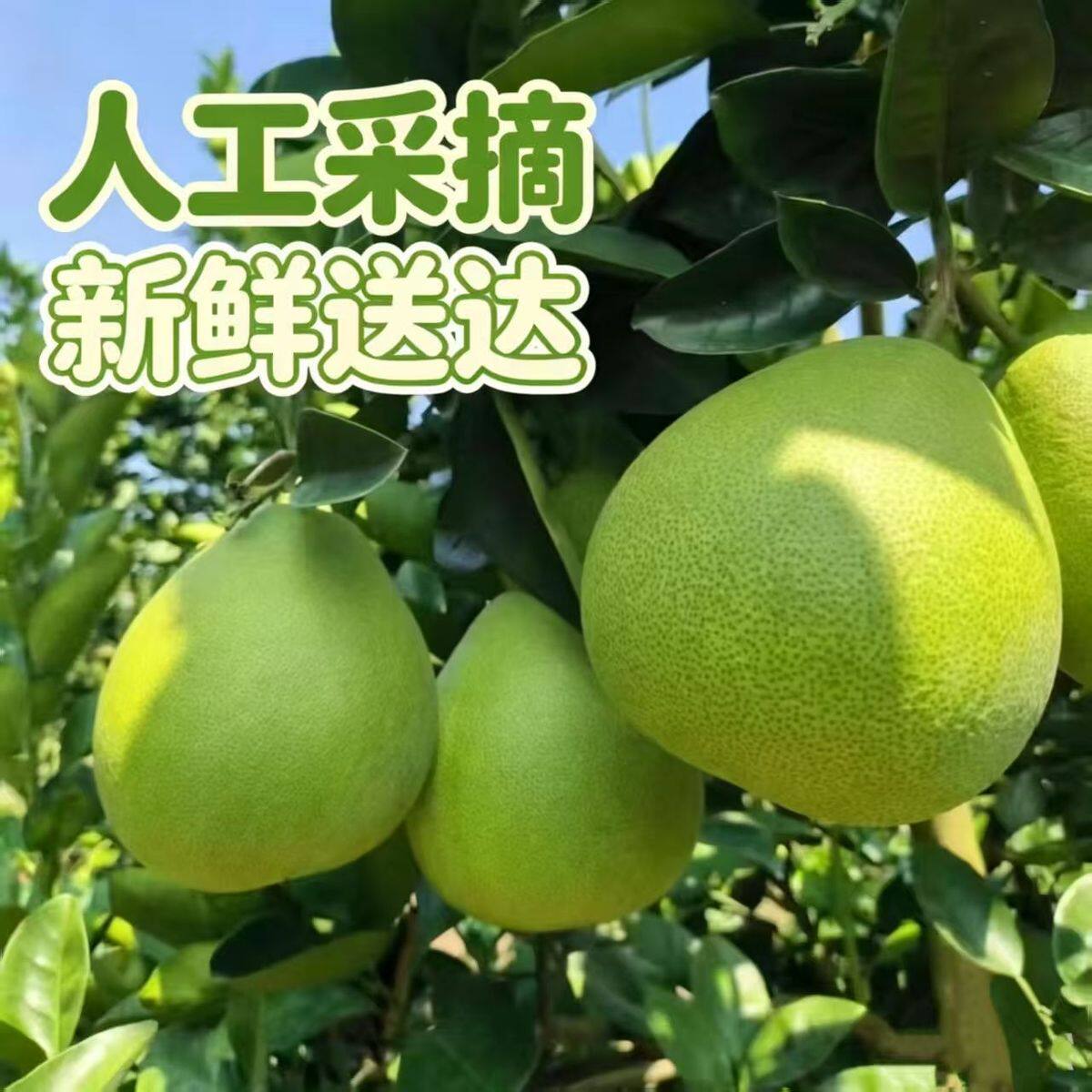 正宗江西安福柚子新鲜当季水果白心柚蚕子高山老树金兰柚井冈蜜柚