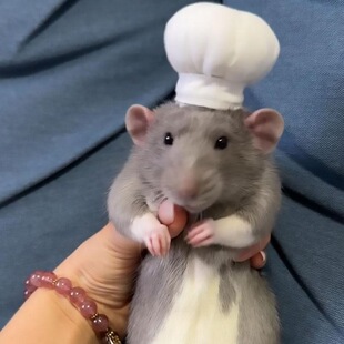 花枝鼠金丝熊仓鼠可爱小帽子装饰配饰帽子拍照神器配件趣味厨师