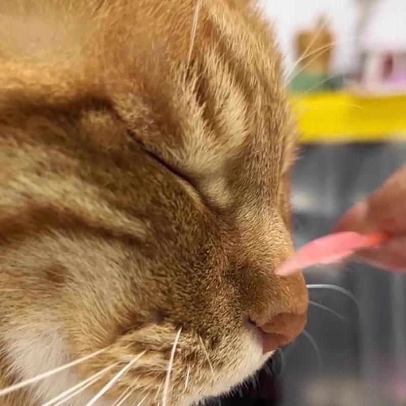 神器梳子猫鼻梳梳毛解压按摩梳BJD娃娃梳迷你梳子撸猫猫咪互动