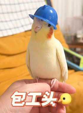 小宠专用搞笑摆拍玄凤鹦鹉玩具牡丹小太阳装饰自嗨头饰小头盔拍照