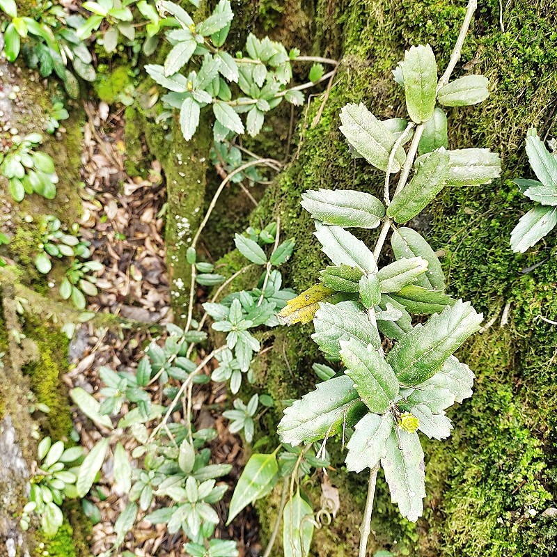 贵州新鲜吊石苣苔岩豇豆石吊兰岩头三七千锤打白棒头瓜子菜岩泽兰