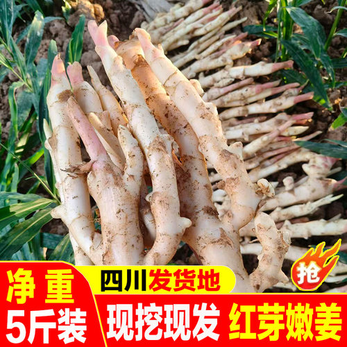 四川鲜嫩仔姜现挖现发