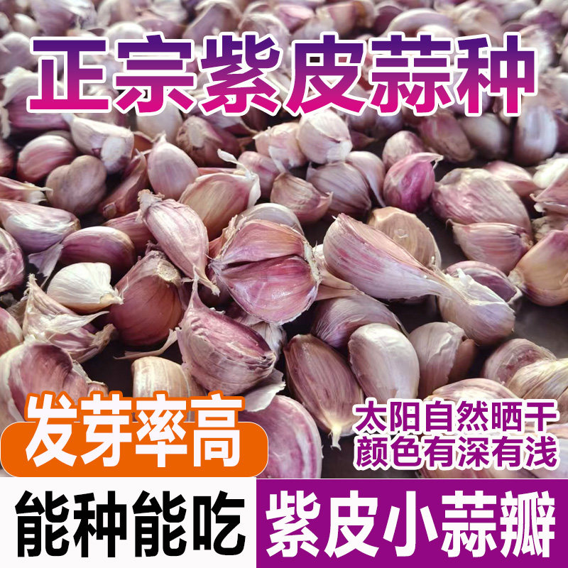 2026新蒜四川广安农家小蒜瓣