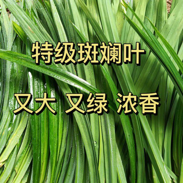 海南新鲜斑斓叶香兰叶餐厅千层糕斑斓奶茶夏季烘培南洋食用班兰叶