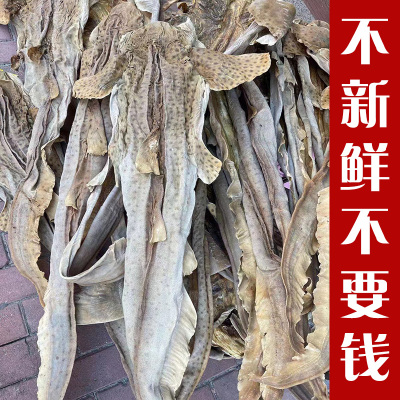 深海虎鲨皮沙鲨鱼皮干货大沙鱼皮干海鲜整张足干阳江海味海鲜海蛇
