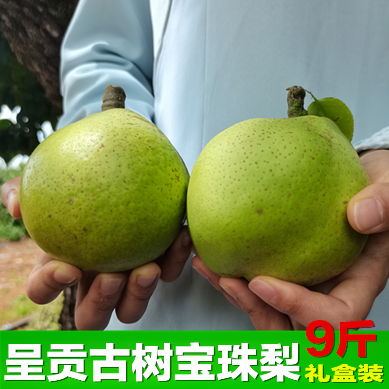 呈秋呈贡宝珠梨多汁化渣礼品好梨
