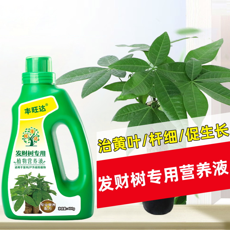 丰旺达发财树专用营养液
