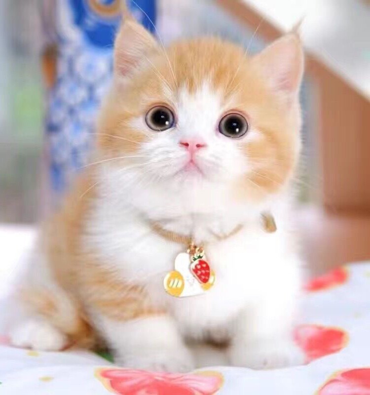 猫咪幼崽橘白猫活体小猫中华田园猫干净不掉毛捕鼠能手特别好养活