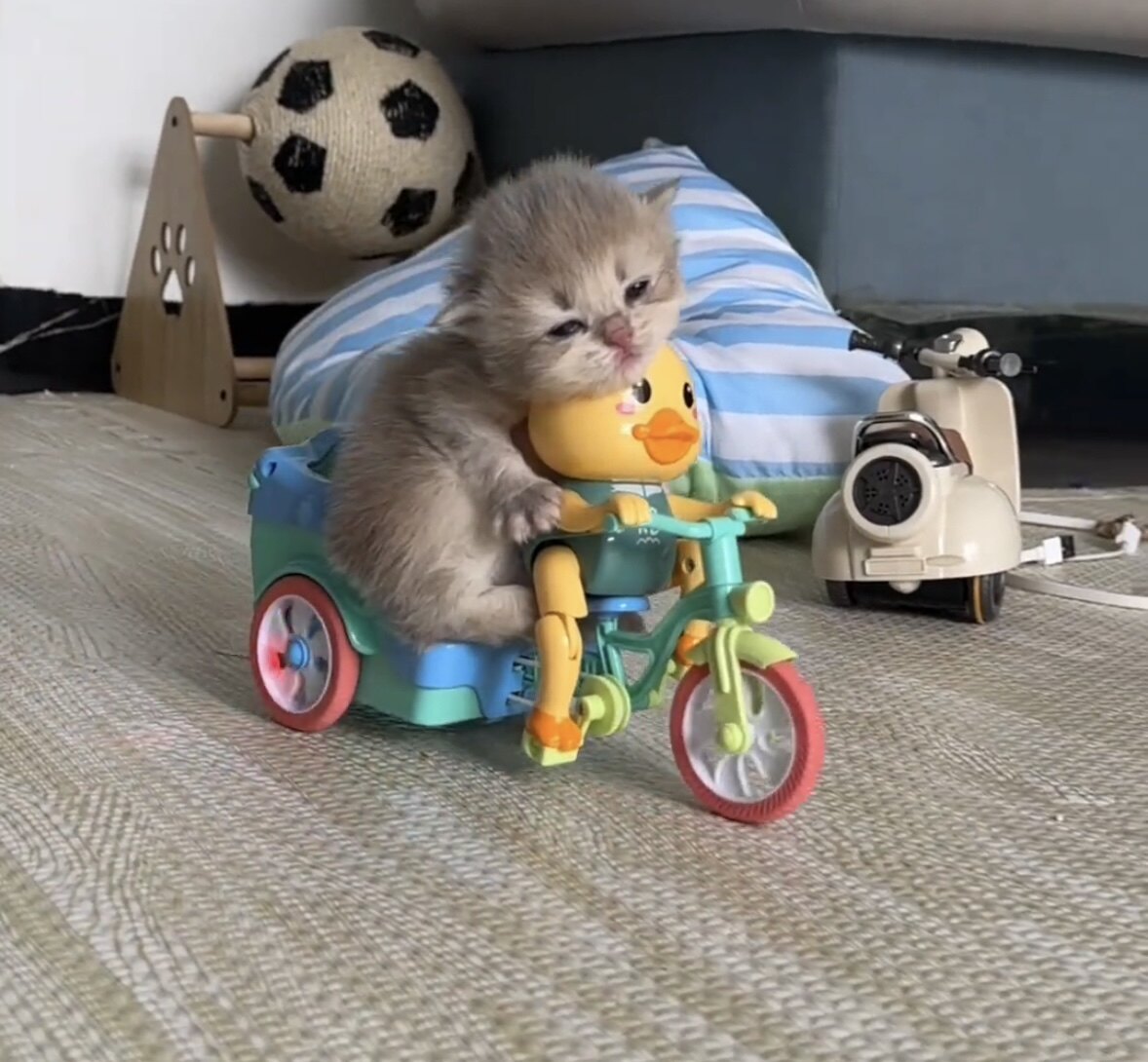 宠物玩具电动摩托车发光电动三轮车仓鼠猫咪玩具幼猫网红宠物用品