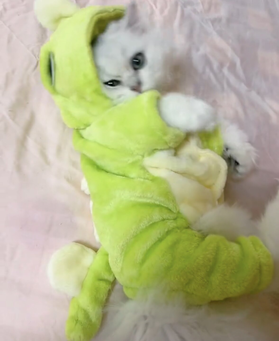 宠物小猫恐龙衣服狗狗可爱变身恐龙装小型犬泰迪比熊博美加厚保暖