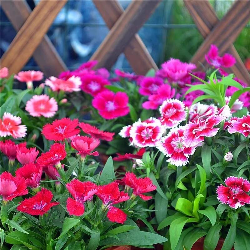 欧石竹五彩石竹常夏石竹美国石竹少女石竹多年生四季耐寒耐旱盆栽