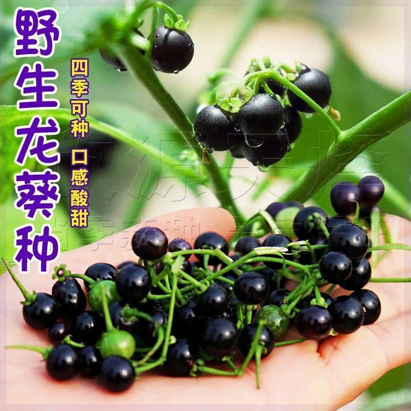 野生龙葵种子东北黑悠悠小燕悠种籽春夏秋冬四季阳台盆栽水果种孑