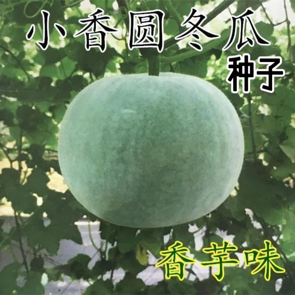 正宗香芋小冬瓜水果小圆冬瓜籽绿皮粉皮肉嫩好吃芋香春季蔬菜种子