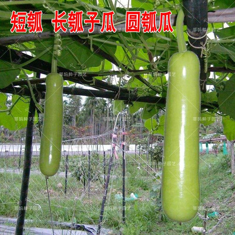 长短瓠子菜葫芦瓜种子胡蒲瓜夜开花庭院盆栽春夏四季播蔬菜种籽孑