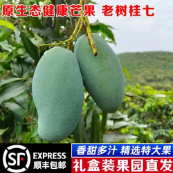 正宗大桂七香芒广西百色田东桂7新鲜现摘纯甜礼盒大果9斤顺丰包邮