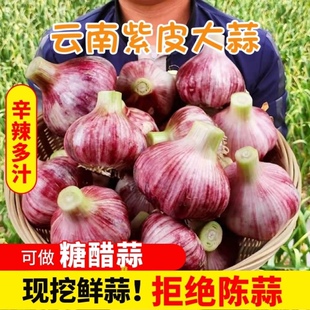 云南正宗紫皮大蒜5斤 9斤新鲜蒜头湿蒜新蒜农家超大蒜头现挖