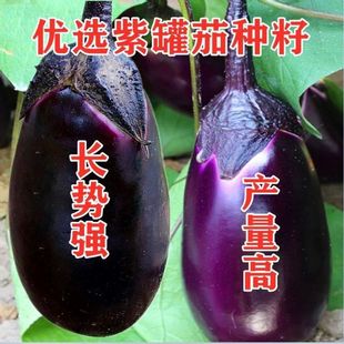 四季 紫罐茄子种子春早茄子种籽牛心茄子种子圆茄子种子春季 播蔬菜