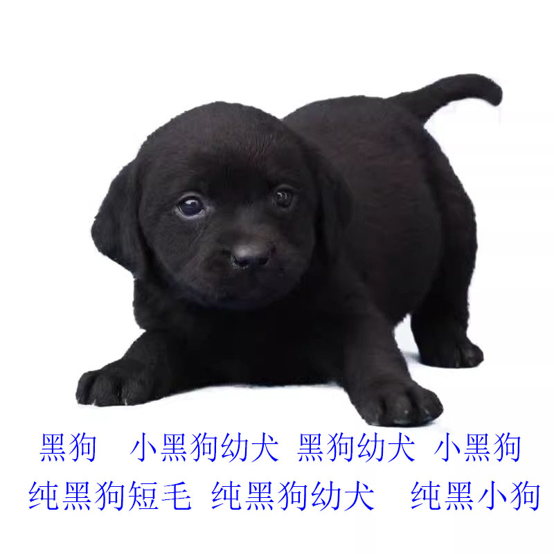 小黑狗纯黑短毛看家护院幼犬家养不掉毛不体臭健康好养不挑食土狗 畜牧/养殖物资 畜牧/养殖技术服务 原图主图