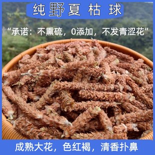 野生夏枯草新货全熟期花穗非中药材夏枯球婺源发货