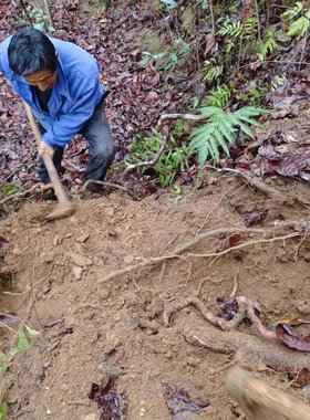 高山现挖，新鲜的野猕猴桃根（藤梨根)