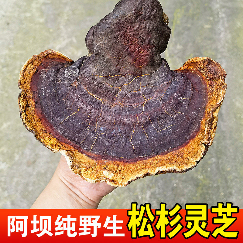 阿坝野生松杉灵芝干货特级