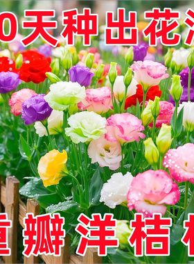 洋桔梗花种子花苗四季种易种室内室外开花种孑盆栽耐寒花卉花种籽