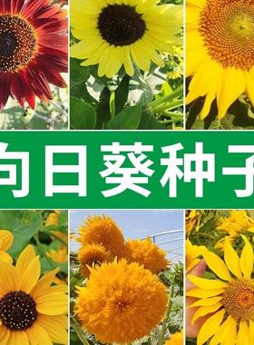 向日葵种子花种籽子四季播种开花玩具熊矮杆食用葵花籽室内外种孑