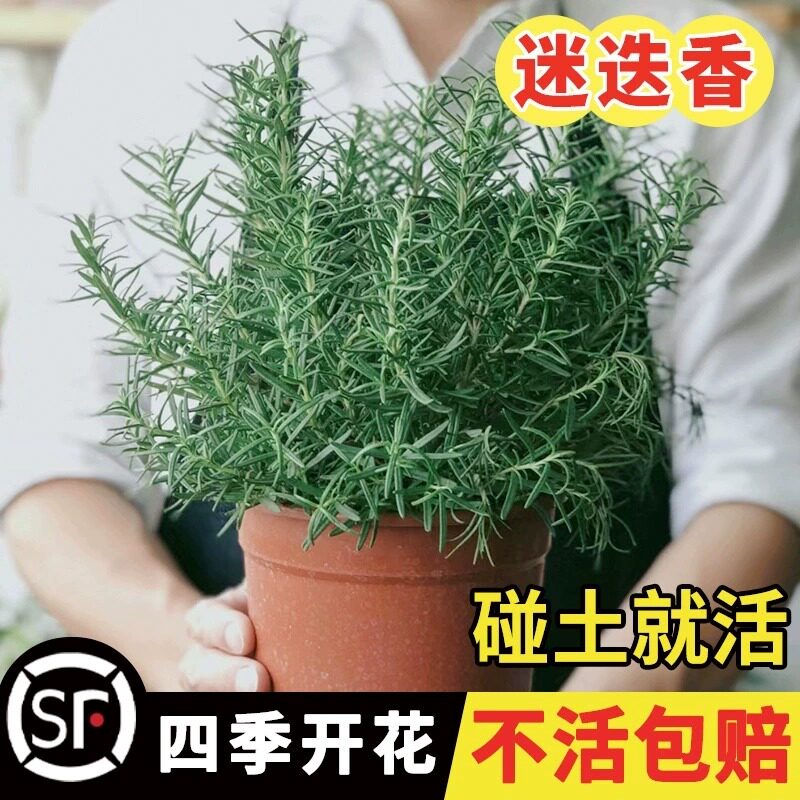 迷迭香种子罗勒花种籽四季播种驱蚊盆栽可食用煎牛排耐寒香草种籽