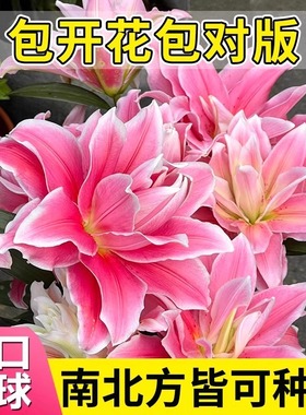 重瓣香水百合花种球四季播种开花易活盆栽庭院带牙球根花卉种籽子