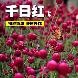 千日红种子百日红矮生火球花种籽盆栽四季播种易活园林千日紫花籽