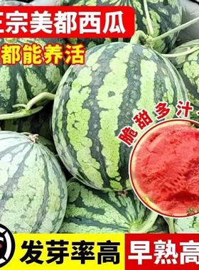 8424麒麟西瓜种孑无籽四季高产大果懒汉美都薄皮水果西瓜种子大全