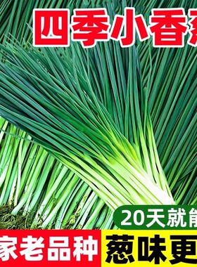 四季小香葱种子老品种葱种籽分葱大葱小葱籽阳台盆栽蔬菜种孑秧苗