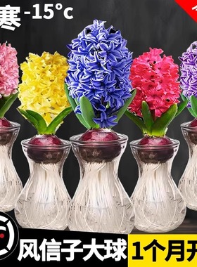 风信子种球盆栽水培植物室内阳台风信子水养水仙花卉土培套餐花籽