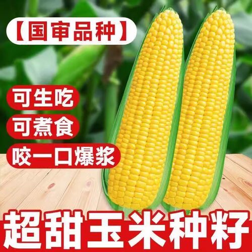 超甜黄糯水果玉米种子彩糯黑白糯玉米四季糯米大棒耐旱杂交种籽孑