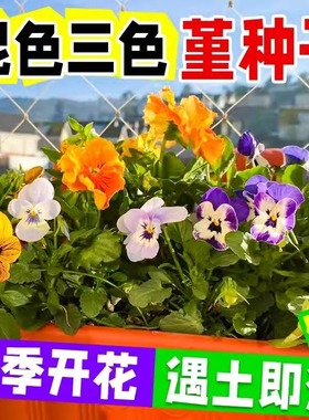 三色堇花种子角堇蝴蝶猫脸花种籽四季阳台盆栽庭院春秋耐寒花种籽