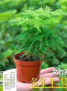 文竹种子四季播种多年生懒人耐寒阳台室内外盆栽云竹云片松花种籽