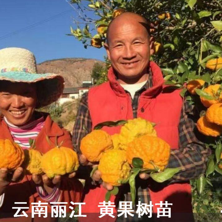 云南稀有果树苗黄果树苗观果食用