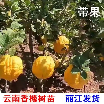 云南香橼苗带花苞带果大苗带土球