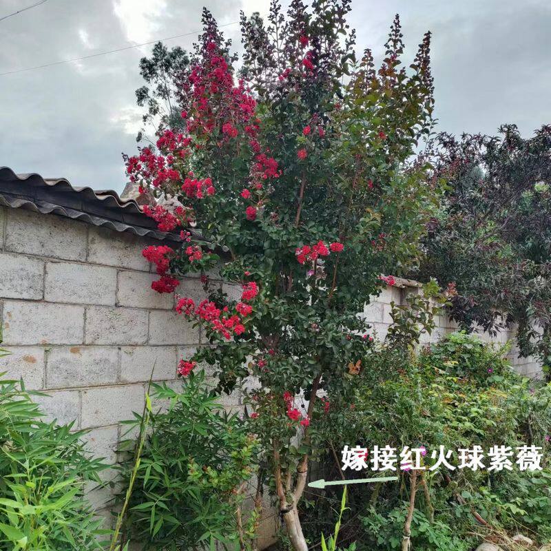 红色花紫薇美国红火球嫁接苗白红渐变二色花庭院别墅花园绿化苗木