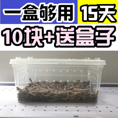 大麦虫活虫顺丰包邮面包虫爬宠乌龟粮观赏鱼八哥鸟粮广东海南