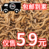 大麦虫鲜活面包虫活虫黄粉虫龙鱼乌龟守宫蜥蜴八哥宠物蛋白虫饲料