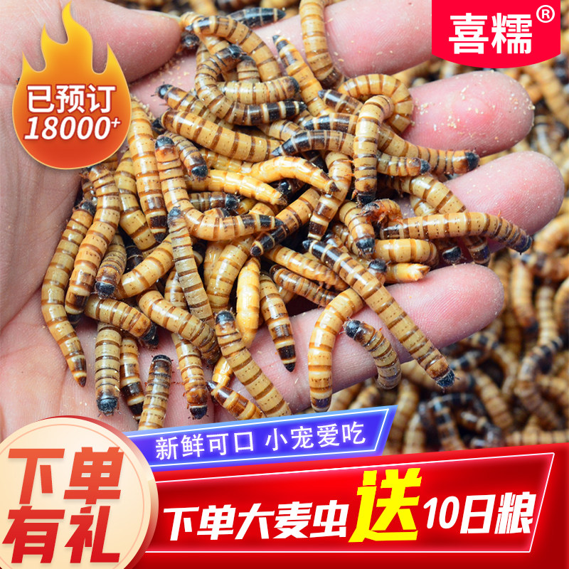 大麦虫活【买一斤送10】金龙鱼八哥鸟食画眉饲料乌龟仓鼠虫子宠物