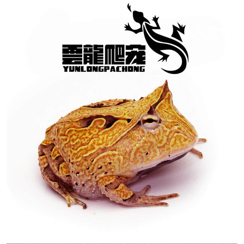 蛙类宠物活体角蛙宠物蛙黄金角蛙绿角蛙非牛蛙蝴蝶小丑蛙钟角霸王