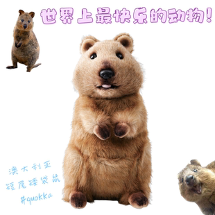 短尾矮袋鼠毛绒玩具quokka公仔可爱玩偶儿童礼物娃娃送女友礼物