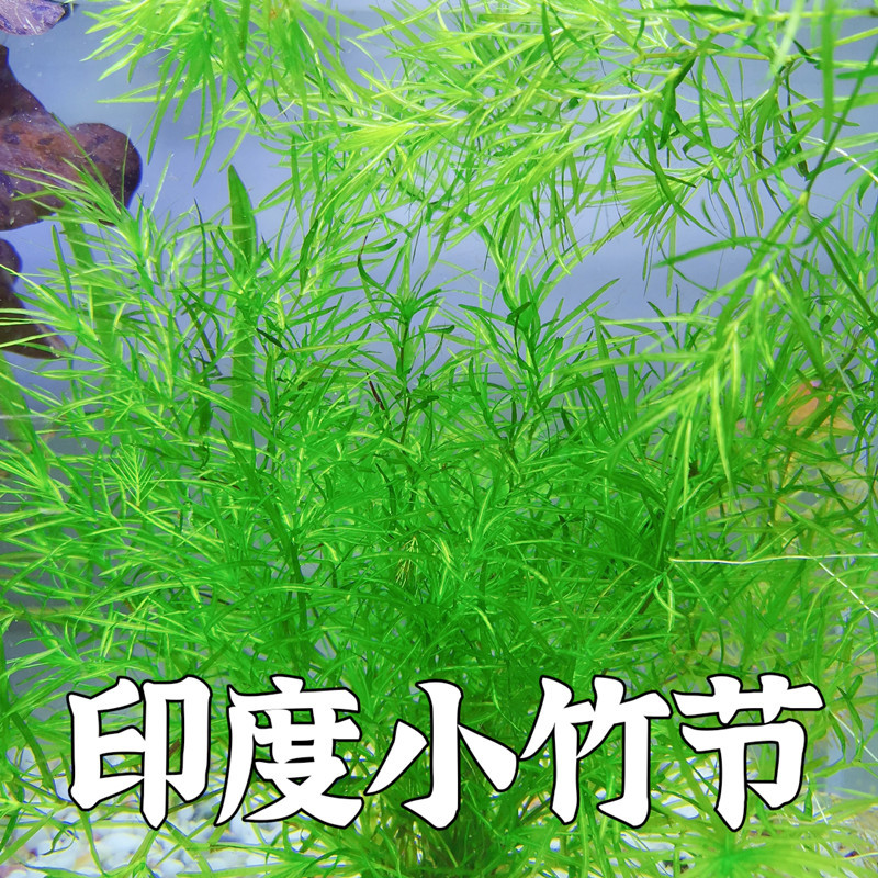 印度小竹节草中后景懒人新手造景虾缸躲避真金鱼藻阴性水草缸活体