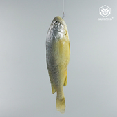 仿真黄花鱼小黄鱼模型假海鱼大黄鱼模具假样品仿真海鲜海洋馆道具