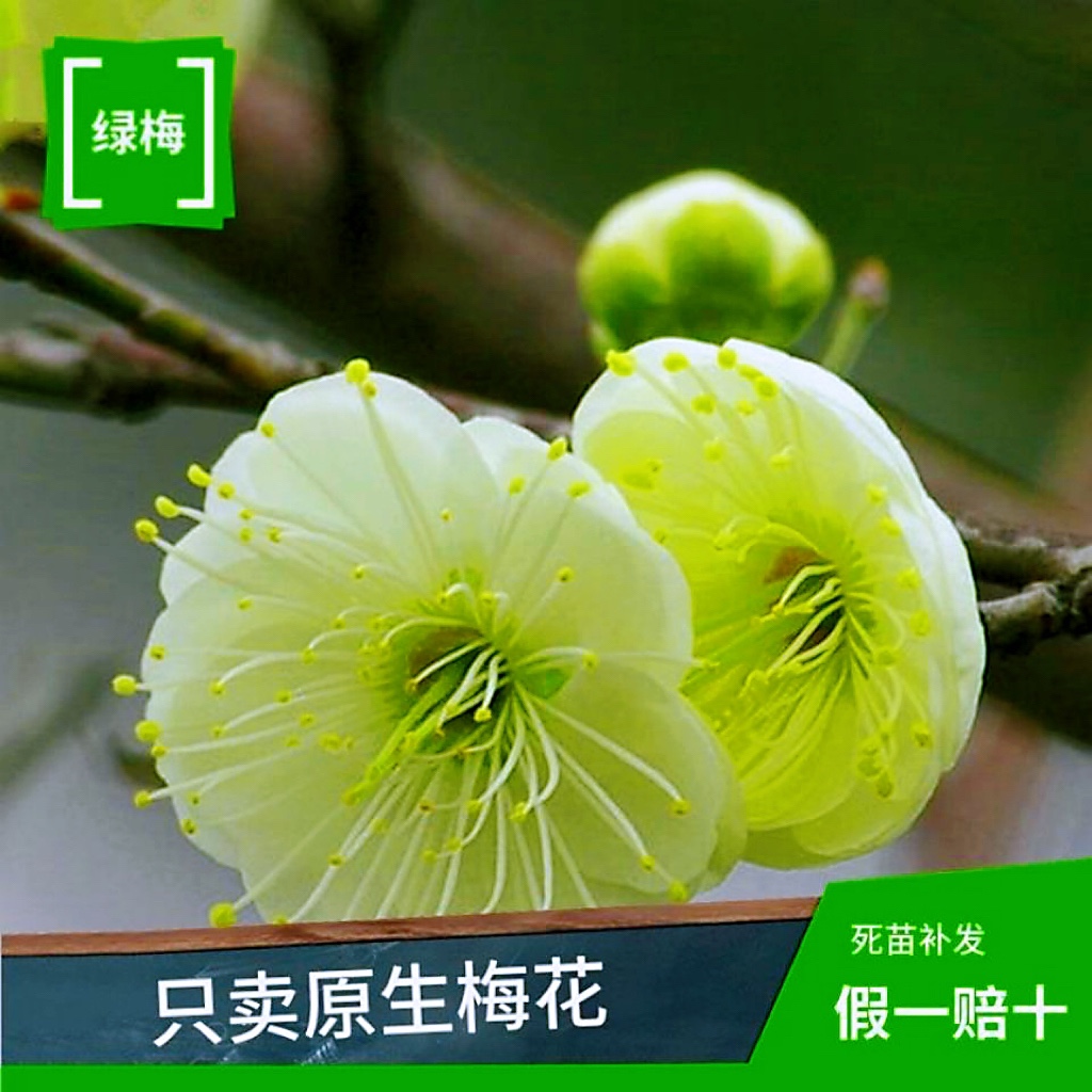 原生绿梅老桩带花苞耐寒浓香型花阳台客厅庭院盆栽老桩